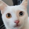 KyuQuaUs profil fotoğrafı