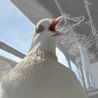 しき🦀むぎ's profile picture