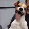 Shadow's profile picture