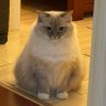 Jiazhang Fang profil fotoğrafı