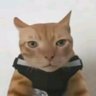 tulalit's profile picture