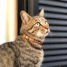 フゥちゃん's profile picture