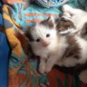 Profilbild von niloo Pilou