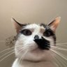 Rachel profil fotoğrafı