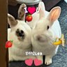 tami(∩˃o˂∩)♡🐼🐹🐘🐢🐴🐰💕✨'s profile picture
