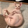 YS 的头像