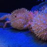 Фото профиля たつるんさん