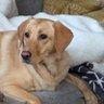 🇺🇸 Proud Pup-Pup Mom 🇺🇸's profile picture