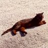 El Chivo Viejo profil fotoğrafı