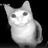 Profilbild von julito