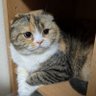 あおきん's profile picture