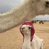 Фото профиля 🇱🇾طبرقي🇱🇾tobruk🇱🇾