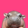 Profilbild von Hippi