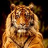 BILLION AMERICAN PATRIOTS IFBAP MAGA's profile picture