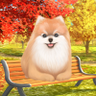 ポメ太郎 profil fotoğrafı