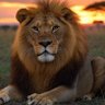 surya luckmanna's profile picture