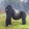 whole ass gorilla 的头像