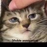 Ersatzkommado Flanderns's profile picture