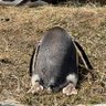 Profilbild von さくら。