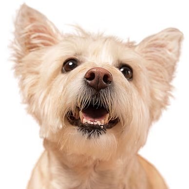わん!わん!'s profile picture