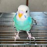 ねむ profil fotoğrafı