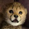 $ZOLA | the Cheetah | CTO2.0 🐆 的头像