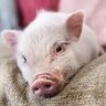V豚がいっちばんかわいいんだから profil fotoğrafı