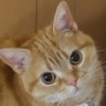 Фото профиля ちゃこのあしあと🐾