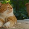 Profilbild von pp(ピッピ)