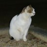 Фото профиля まな🐈️