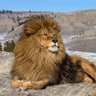 Araz profil fotoğrafı