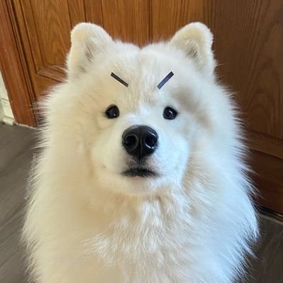 หมาเต้าหู้🍥's profile picture