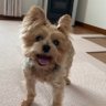 めかぶ's profile picture