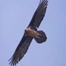 Araash profil fotoğrafı