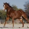 HorsePower profil fotoğrafı