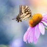ipek profil fotoğrafı