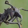 Profilbild von Sir Paraponera