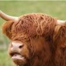 BilliamMcDurpus profil fotoğrafı