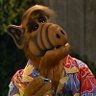 Alf 的头像