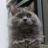 advogato do diabo🦩 profil fotoğrafı
