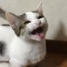 みずどん 的头像