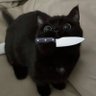 introvertcat profil fotoğrafı