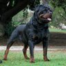 William Cartagena Rosa profil fotoğrafı