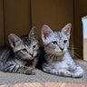たーちゃん profil fotoğrafı