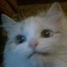Profilbild von Metu