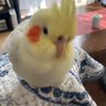 Profilbild von もち迷子オカメインコ探してます。もっちゃん·͜·すい·͜·つむ·͜·むぎ·͜·ぴっぴ·͜·ぐり