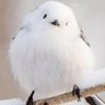 Profilbild von frostedbirbs