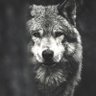 Profilbild von Lone Wolf