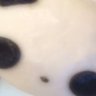 Profilbild von せな