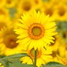 Profilbild von 🌻向日葵🌻
